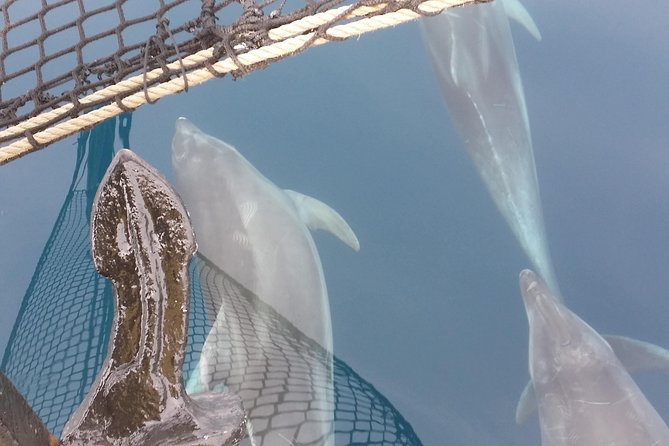 Sailing Day Trip on Tall Ship Andrea Jensen With Lunch and Wine - Highlights of the Coral Riviera