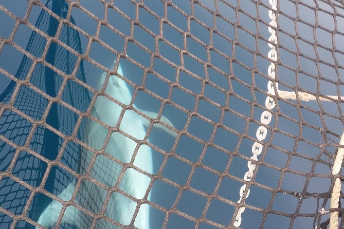 Sailing Day Trip on Tall Ship Andrea Jensen With Lunch and Wine - Opportunity for Swimming and Snorkeling