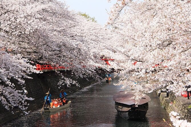 Sakura 1 Day Tour With Charter Train and Boat From Nagoya - Inclusions