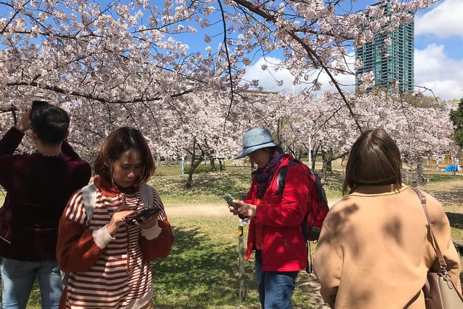 Sakura Picnic Hanami in Osaka - Spring Only - Key Points