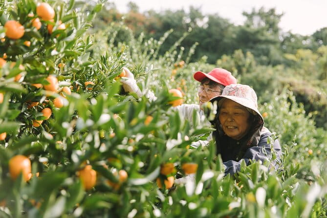 Sakurajima Blessings of the Earth Ride - Health and Accessibility