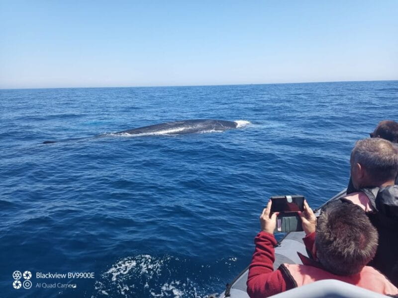 Salema: Dolphin Watching - What Do Past Travelers Say?