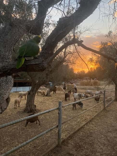Salento: farm visit with local product tasting - Entering a Farm Full of Charm and Character