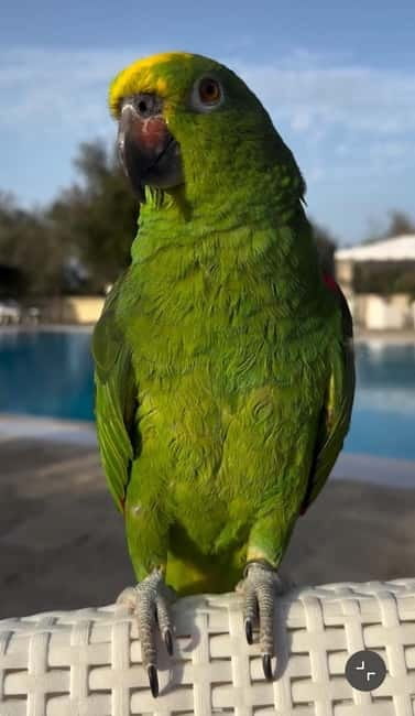 Salento: farm visit with local product tasting - Mirtillo the Parrot: The Farm’s Social Media Star