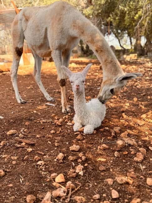 Salento: farm visit with local product tasting - Who Will Love This?