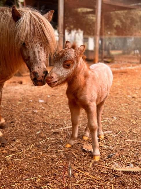 Salento: farm visit with local product tasting - FAQs