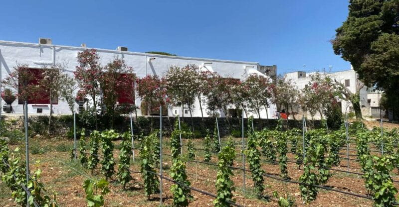 Salento: Winery Tour and Tasting - Who Will Love This Experience?
