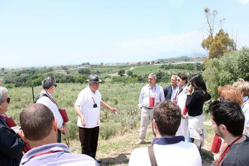 Salerno: Wine Tasting with Vineyard and Olive Grove Visit - Exploring the Experience in Detail