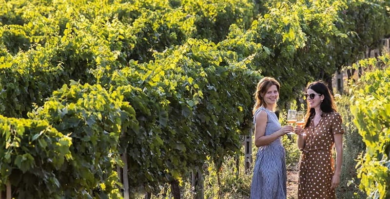 Salerno: Wine Tasting with Vineyard and Olive Grove Visit - Price and Value