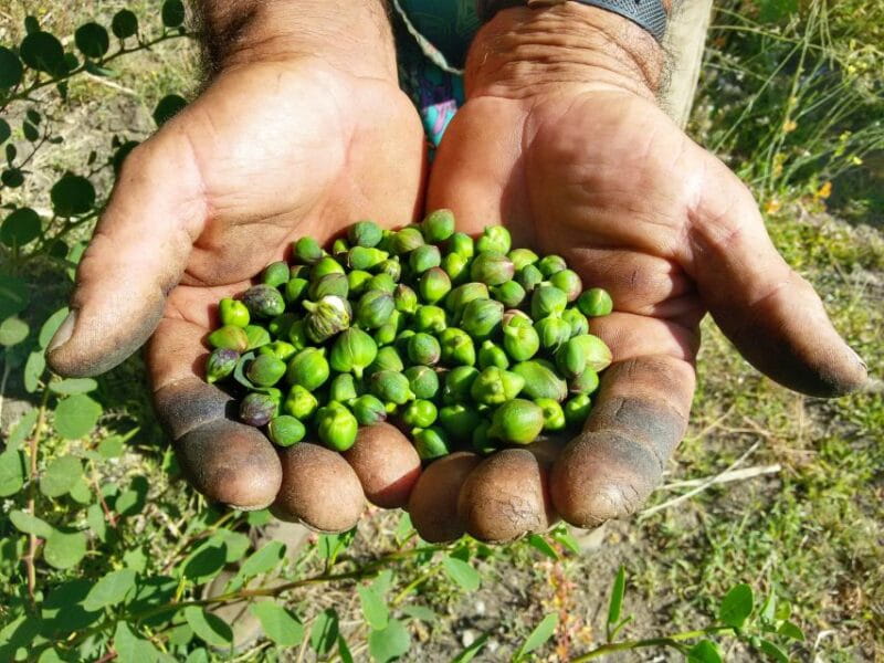 Salina Capers Experience - Price and Logistics: Is It Worth It?