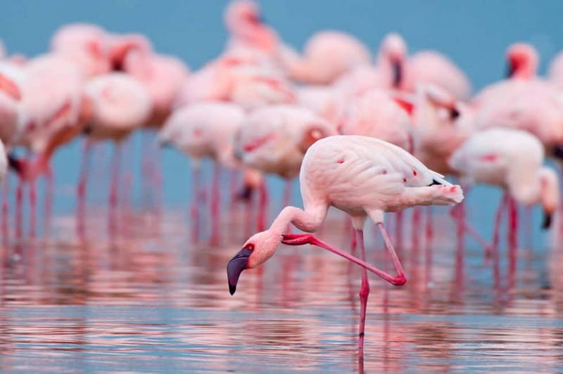 Salina Maria Stella di Trapani: Birdwatching in search of flamingos - Key points / Takeaways
