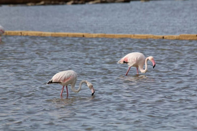 Salina Maria Stella di Trapani: Birdwatching in search of flamingos - The Sum Up