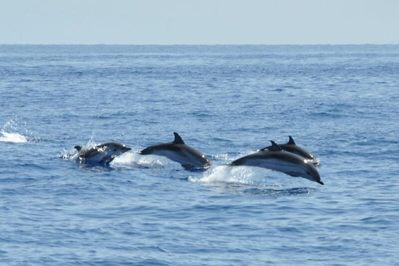 Salina Panarea Stromboli by night - Key Points / Takeaways: