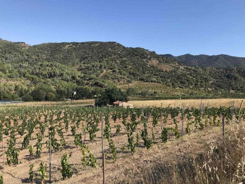 Salou: Priorat Tasting Wine-Cellar Tour With Hotel Pickup - Best Times to Visit