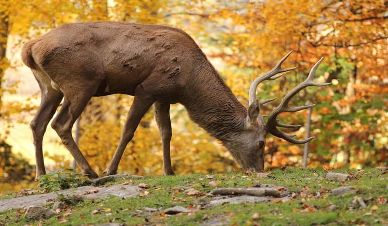 Salzburg Zoo Hellbrunn Skip-the-line Tickets & Private Car - Key points / Takeaways