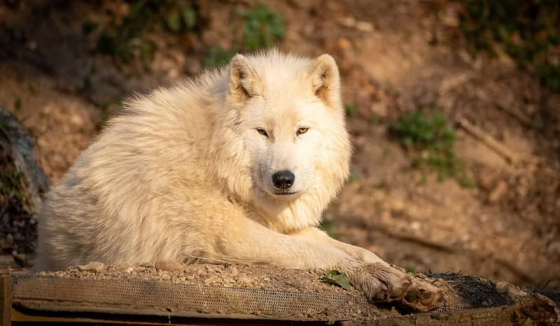Salzburg Zoo Hellbrunn Skip-the-line Tickets & Private Car - Entering Salzburg Zoo Hellbrunn: Smooth and Quick