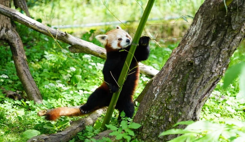 Salzburg Zoo Hellbrunn Skip-the-line Tickets & Private Car - Why the Private Transport Adds Value