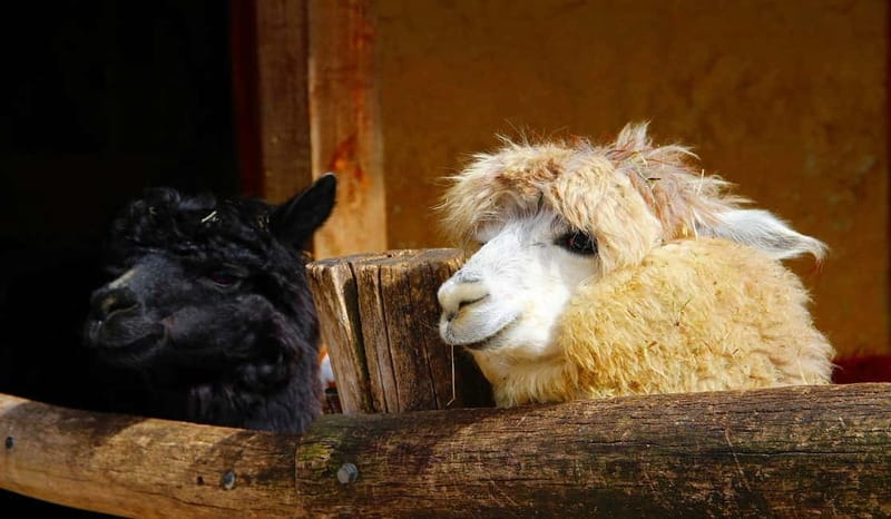 Salzburg Zoo Hellbrunn Skip-the-line Tickets & Private Car - Price and Value