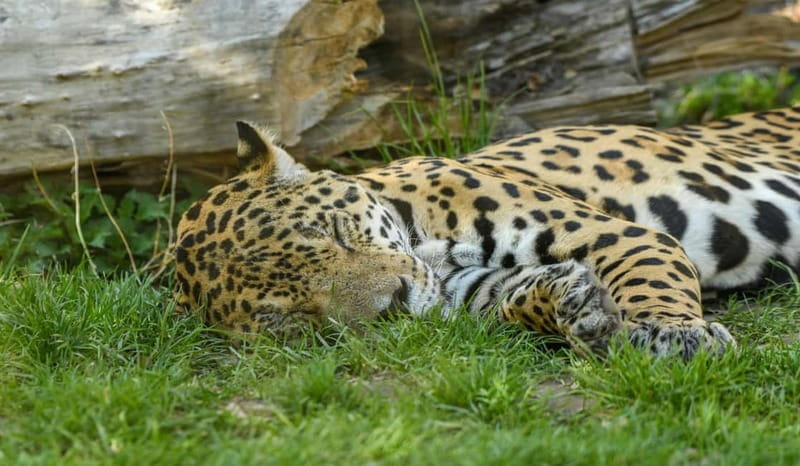 Salzburg Zoo Hellbrunn Skip-the-line Tickets & Private Car - Final Thoughts