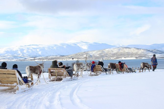 Sami Culture and Short Reindeer Sledding From Tromso - Just The Basics