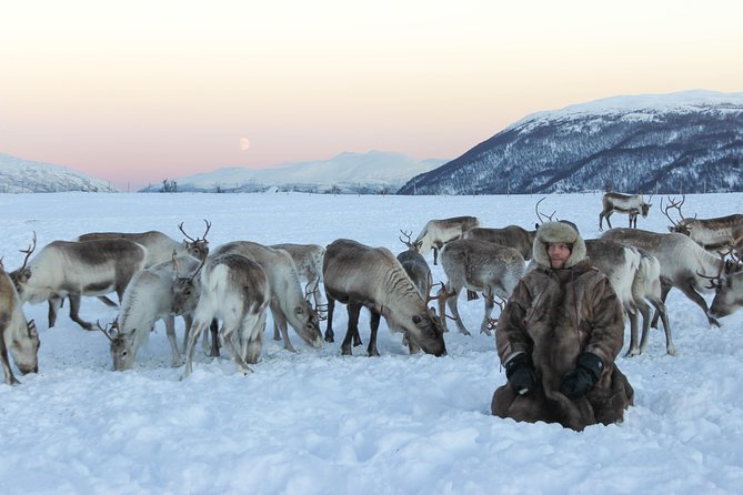 Sami Culture and Short Reindeer Sledding From Tromso - Herd of Reindeer
