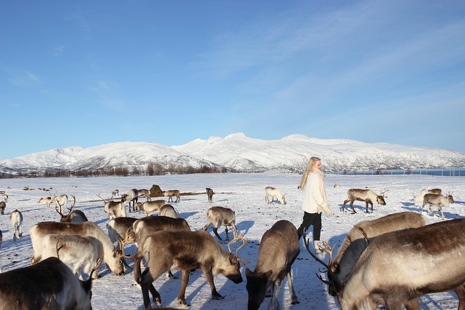 Sami Culture and Short Reindeer Sledding From Tromso - Sleigh Ride Adventure