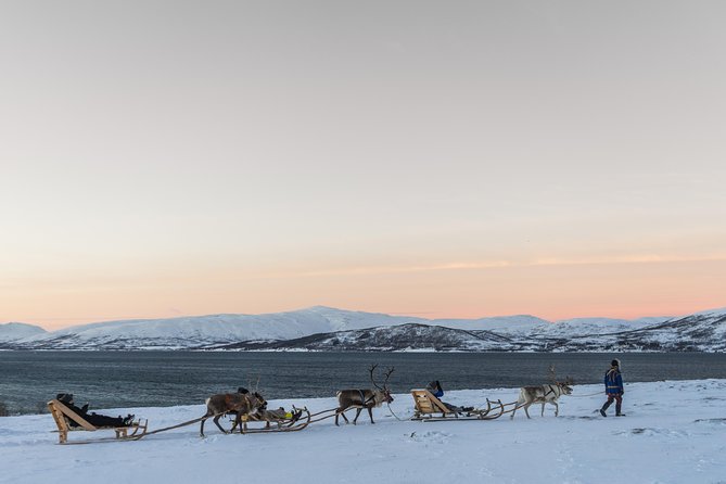 Sami Culture and Short Reindeer Sledding From Tromso - Reviews and Ratings
