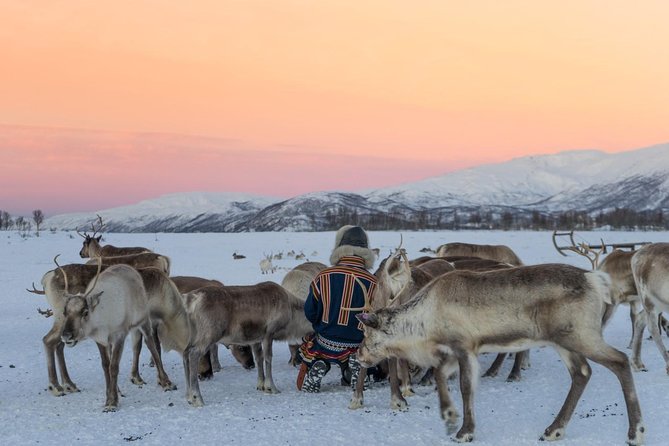Sami Culture and Short Reindeer Sledding From Tromso - Cancellation Policy