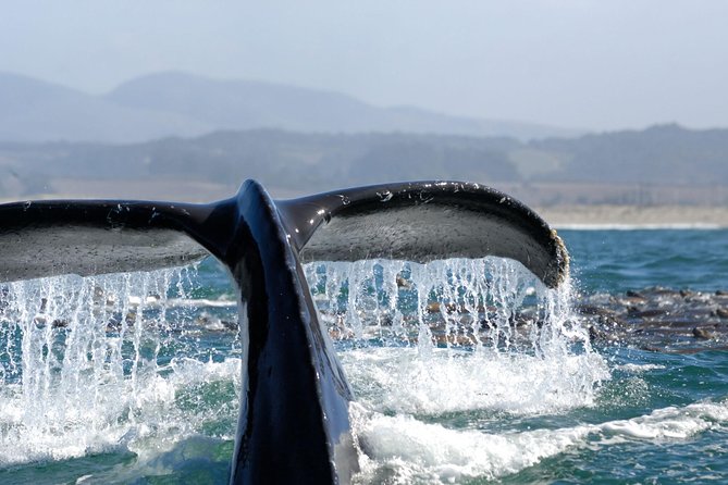 San Diego Whale Watching Cruise - Cancellation and Rescheduling Policies