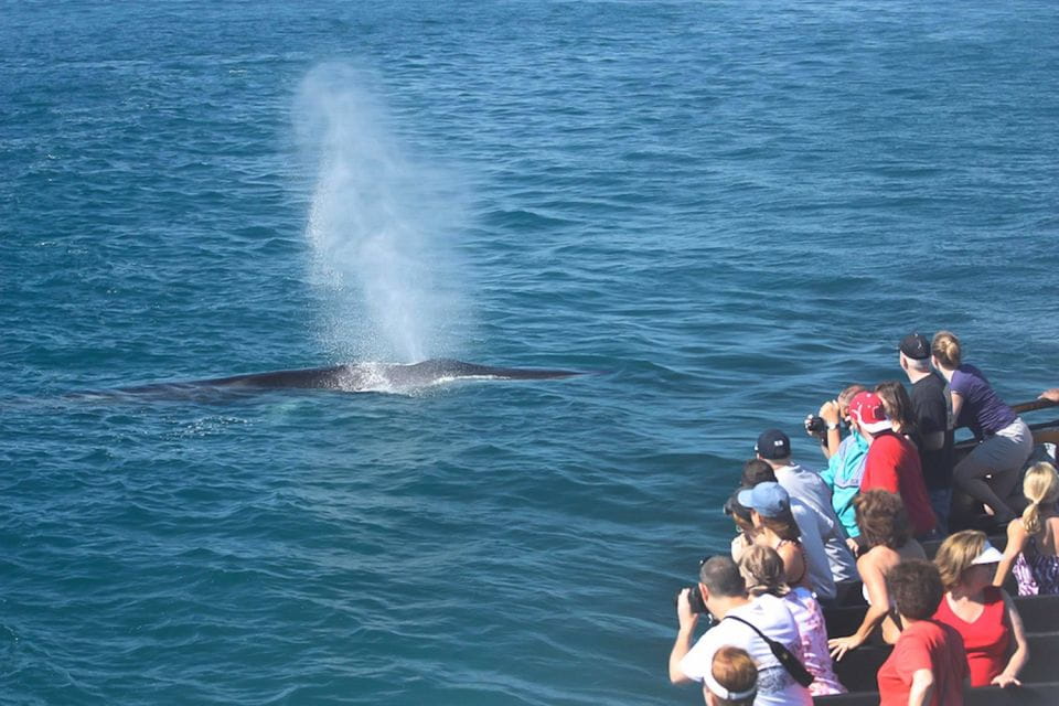 San Diego: Whale Watching Tour - Key Points