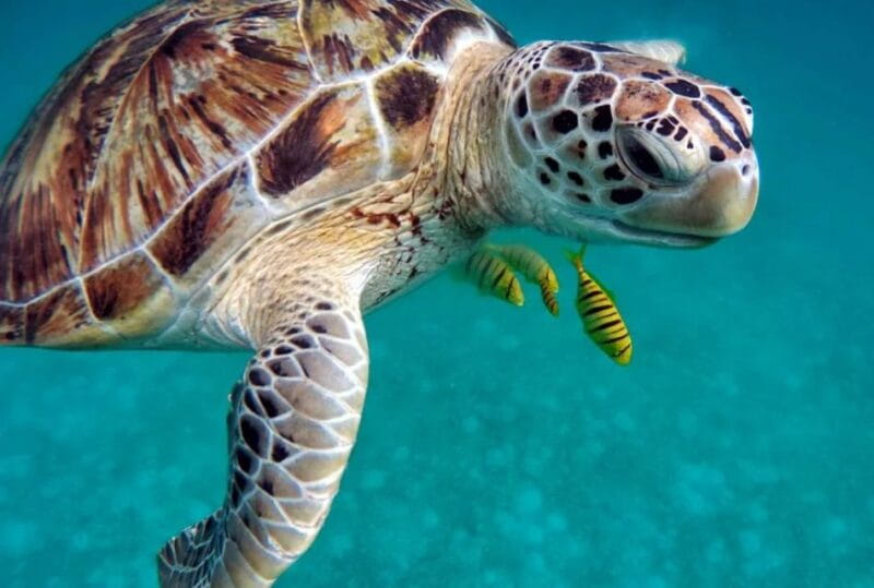 San Domino, Tremiti: try scuba, first diving experience - How the Experience Unfolds