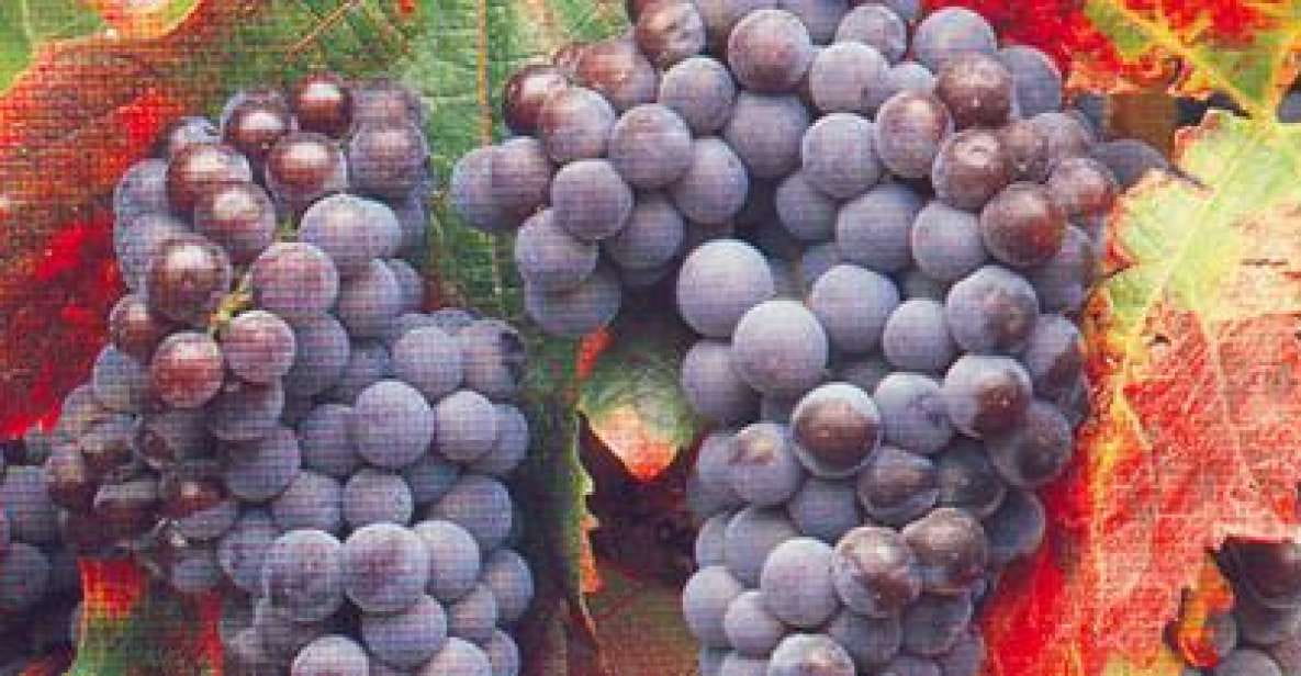 San Francisco: Half Day Wine Tour & Hop-On Hop-Off City Tour - Wine Tour Highlights