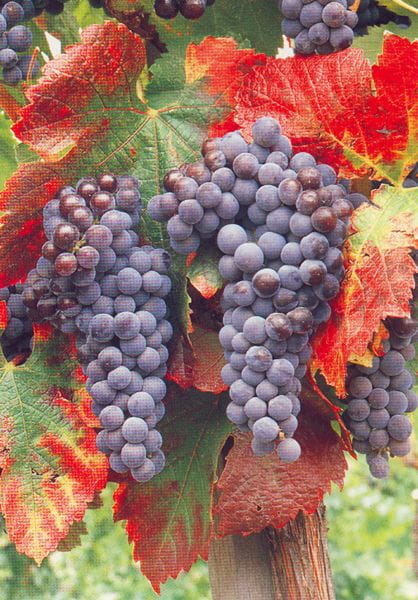 San Francisco: Half Day Wine Tour & Hop-On Hop-Off City Tour - Hop-On Hop-Off City Tour Highlights