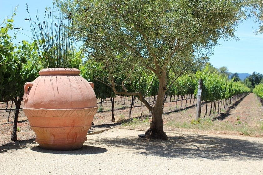 San Francisco: Half Day Wine Tour & Hop-On Hop-Off City Tour - Tour Experience