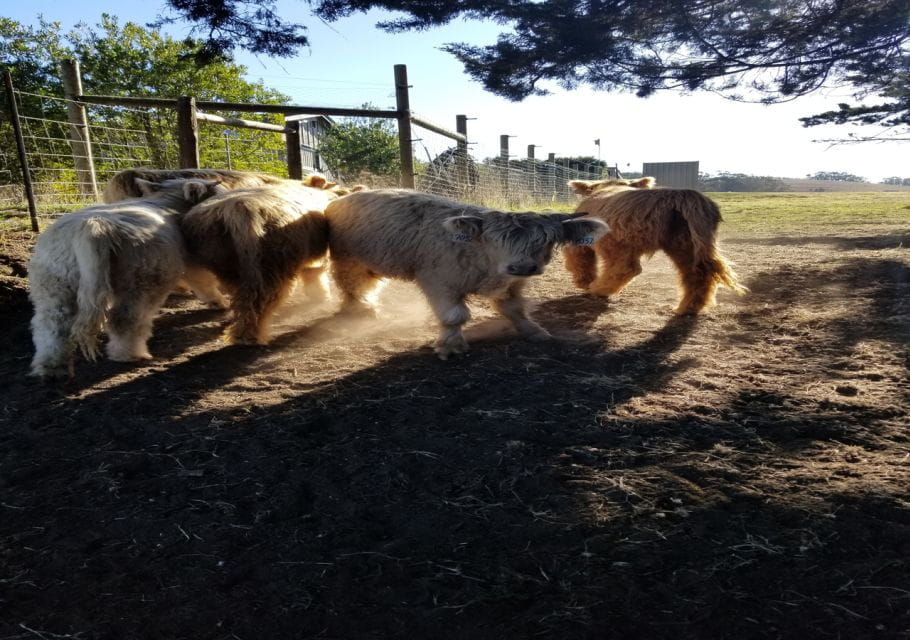 San Francisco: Half-Day Wine Tour With 2 Tastings Included - Wineries Visited