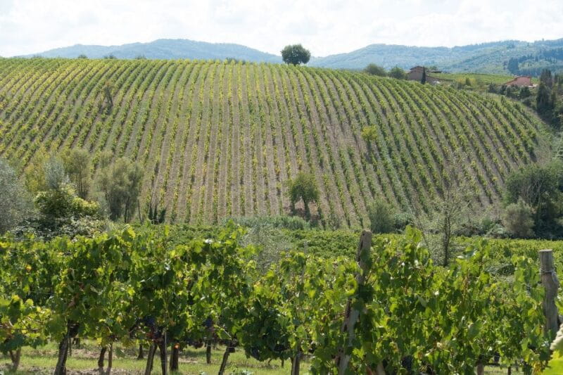 San Gimignano: Chianti wine tasting experience - Entering Tuscany’s Wine World: A Small-Group Experience Near San Gimignano