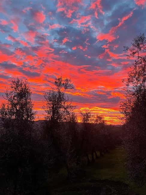 San Gimignano: Nature, Organic Wine and Lightheartedness - The Itinerary Breakdown: What You’ll Do