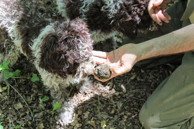 San Gimignano Truffle Hunt & Truffle Cooking Class - FAQ