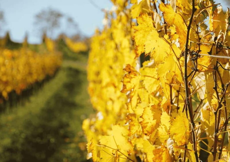 San Gimignano: Wine Tasting Experience at Il Colombaio - Who Is This Tour Best For?