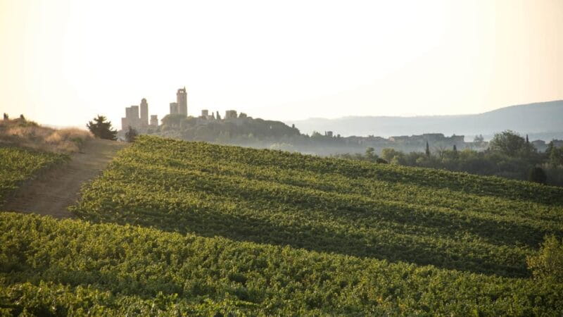 San Gimignano: Wine Tasting in an Organic Family Winery - The Experience at Casa Lucii: What to Expect