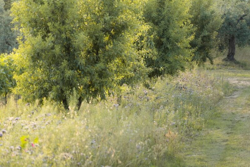 San Gimignano: Wine Tasting with Aperitivo in the Vineyard - Price and Value