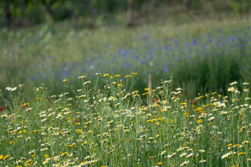 San Gimignano: Wine Tasting with Aperitivo in the Vineyard - Final Thoughts