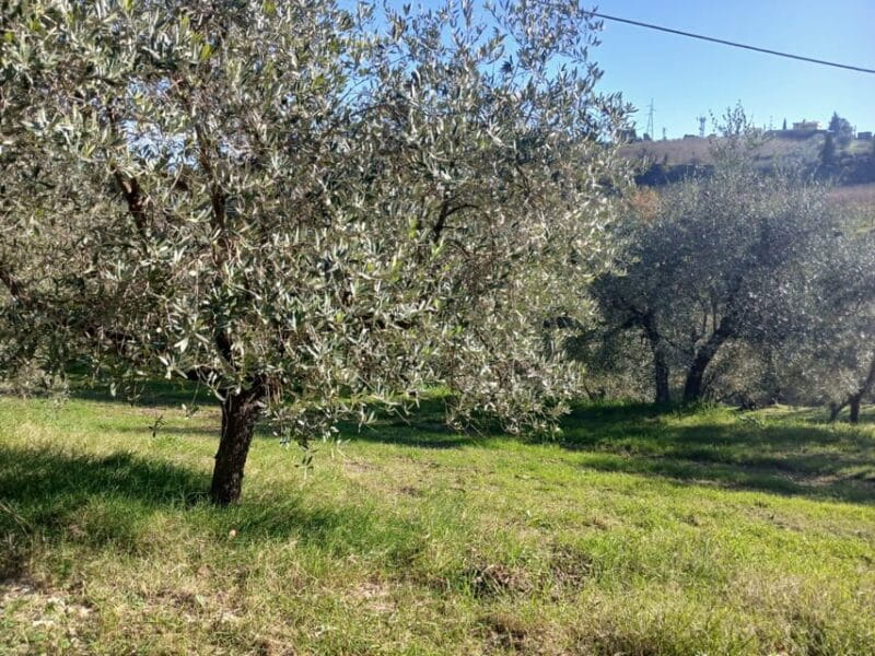 San Gimignano: Winery Visit with Picnic in Olive Grove - Practical Considerations and Who Its Best For