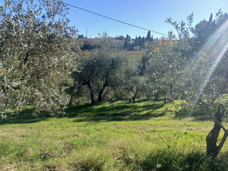 San Gimignano: Winery Visit with Picnic in Olive Grove - Final Thoughts on the Tuscany Olive Grove Picnic