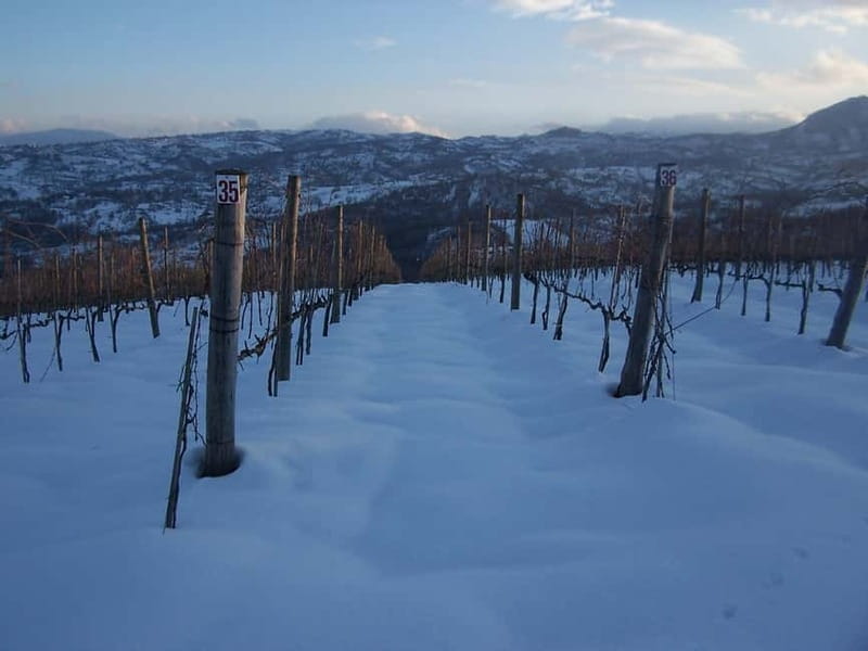 San Mango sul Calore: Wine Tasting Experience - Key points / Takeaways