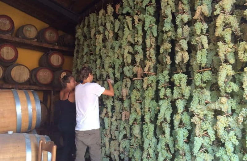 San Miniato: Organic Wine Tasting and Vineyard Tour - San Miniato: Organic Wine Tasting and Vineyard Tour — An Authentic Taste of Tuscany