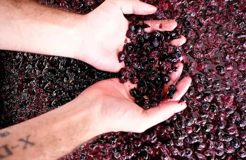 San Miniato: Organic Wine Tasting and Vineyard Tour - Vinification: Tradition Meets Modernity