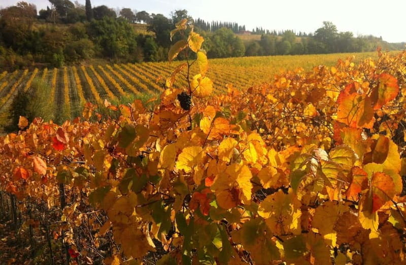 San Miniato: Organic Wine Tasting and Vineyard Tour - Practical Tips for Your Visit