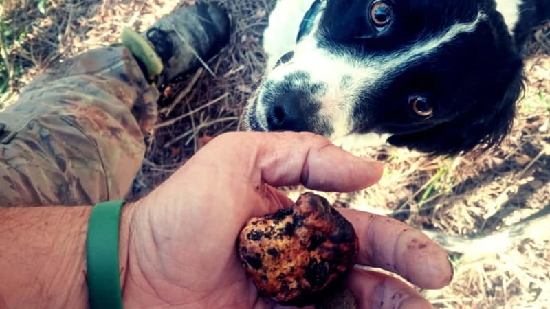 San Miniato: Truffle Hunting Experience - Key Points / Takeaways