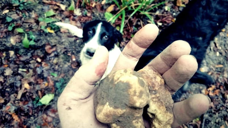 San Miniato: Truffle Hunting Experience - Starting at Via Mura, 45: The Meeting Point